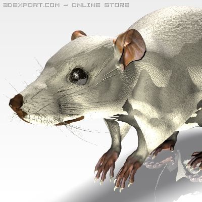 jenni mouse 3D Model