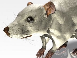 jenni mouse 3D 模型