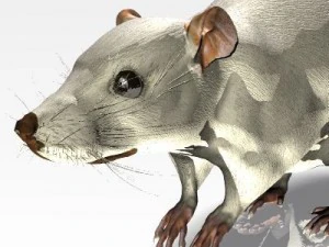 rat&oacute;n jenni Modelo 3D