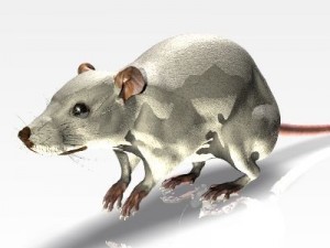 jenni mouse 3Dモデル