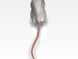 jenni mouse 3Dモデル