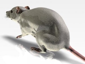 jenni mouse 3Dモデル
