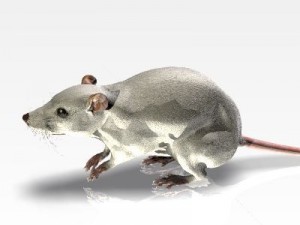 jenni mouse 3Dモデル
