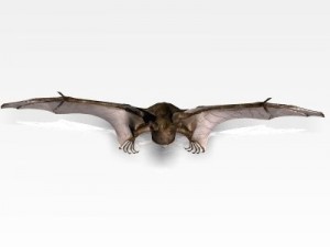killer bat Modello 3D