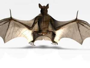 killer bat Modello 3D