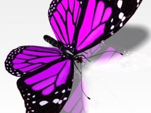 pretty butterfly 3Dモデル