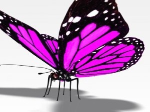 pretty butterfly 3Dモデル