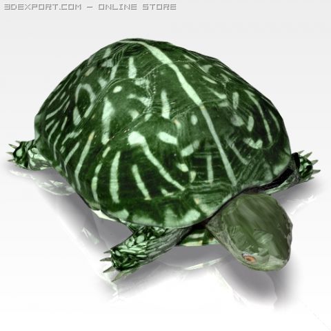 ocean turtle 3D मॉडल .c4d .max .obj .3ds .fbx .stl .blend 