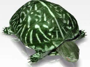 tartaruga oceânica Modelo 3D