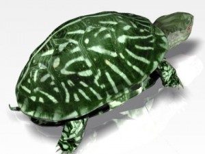 ocean turtle 3D मॉडल