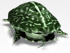 ocean turtle 3D मॉडल