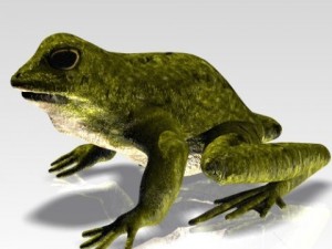 crazy frog 3D 模型