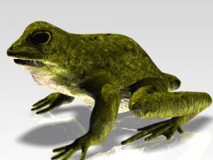 crazy frog 3D Model