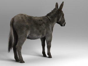 donkey 3D मॉडल