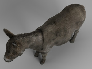 donkey 3D मॉडल