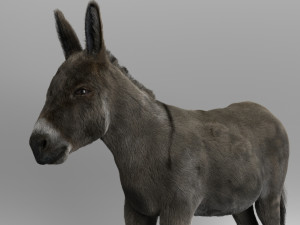 donkey 3D मॉडल
