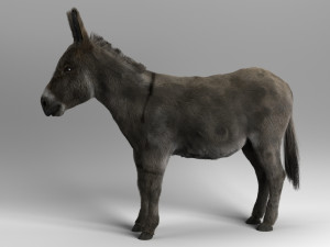 donkey 3D मॉडल