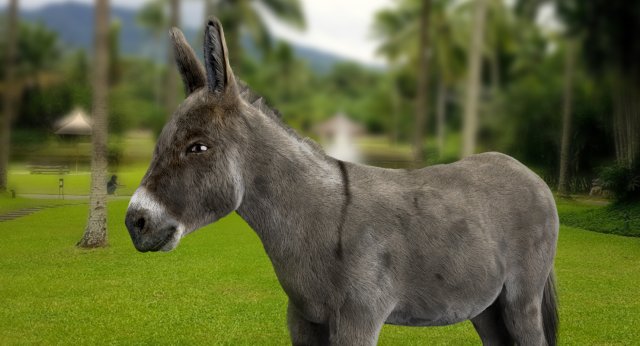 donkey 3D मॉडल .c4d .max .obj .3ds .fbx .stl .blend 