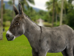 donkey 3D 모델