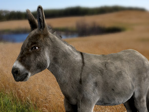 donkey 3D मॉडल