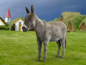 donkey 3D मॉडल