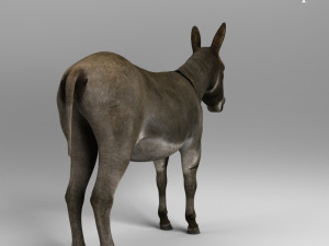 donkey 3D Model