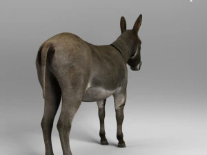 गधा 3D मॉडल
