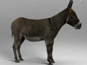गधा 3D मॉडल