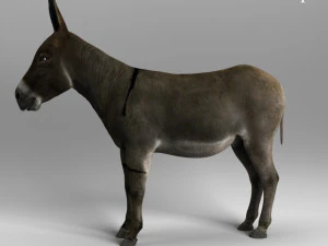 गधा 3D मॉडल