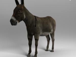 donkey 3D Model