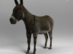 गधा 3D मॉडल
