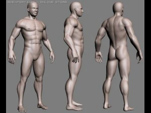 realistic male body 3D Model