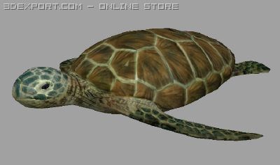 turtle lowpoly Model 3D .c4d .max .obj .3ds .fbx .stl .blend 