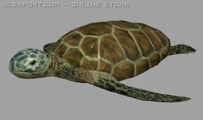 turtle lowpoly 3D Model .c4d .max .obj .3ds .fbx .stl .blend