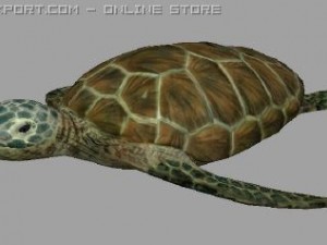 turtle lowpoly 3D Model