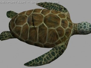turtle lowpoly Model 3D