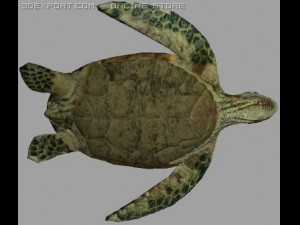 turtle lowpoly Model 3D
