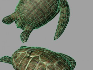 turtle lowpoly Model 3D