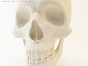 skull 3D Model