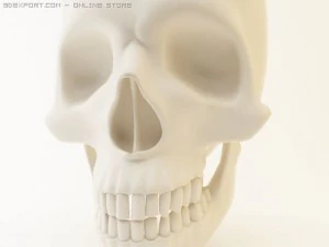 Sch&auml;del 3D Modell