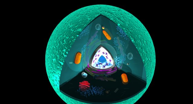 animal cell 3D Модель .c4d .max .obj .3ds .fbx .stl .blend 