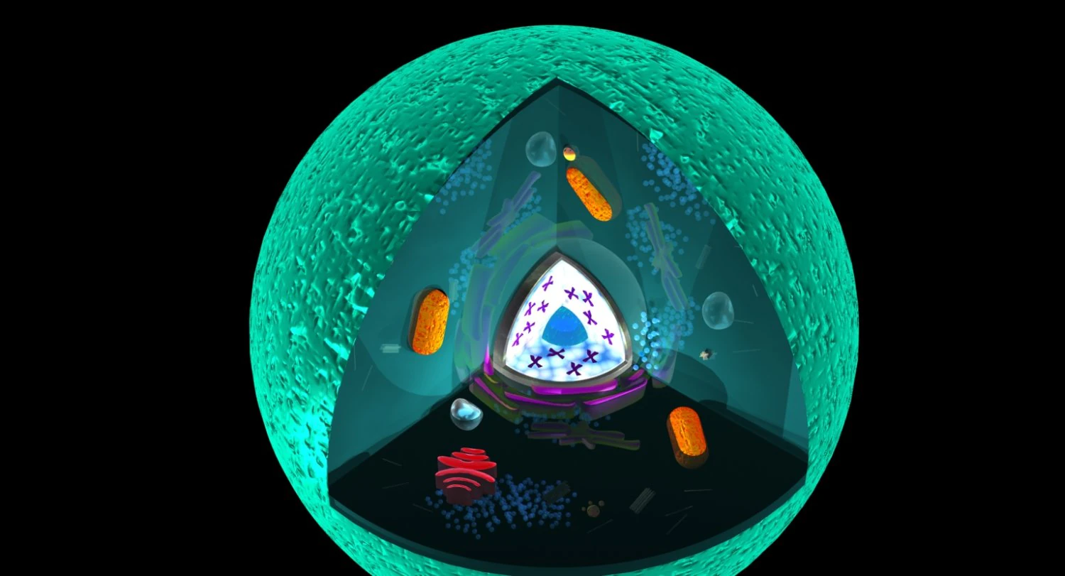 animal cell 3D Model .c4d .max .obj .3ds .fbx .stl .blend 