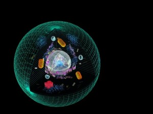 animal cell 3D Модель