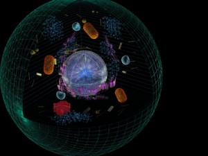 animal cell 3D Модель