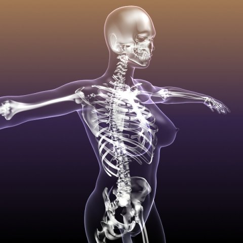 skeleton of female in woman body anatomy Model 3D .c4d .max .obj .3ds .fbx .stl .blend 