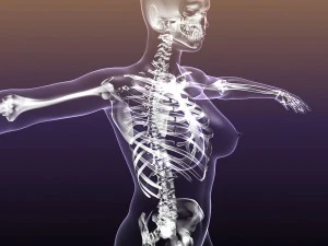 esqueleto de mulher na anatomia do corpo de mulher Modelo 3D