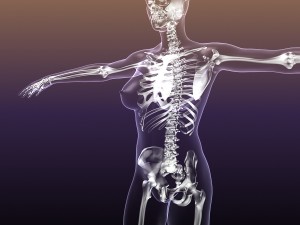 skeleton of female in woman body anatomy Model 3D