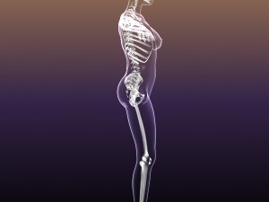 skeleton of female in woman body anatomy Model 3D