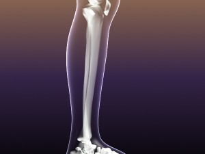 skeleton of female in woman body anatomy Model 3D