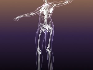 skeleton of female in woman body anatomy Model 3D